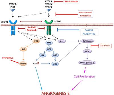 Frontiers | The Combination Of Immune Checkpoint Blockade And ...